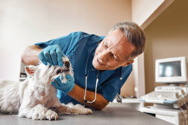 Best Emergency X-Rays and Diagnostics in , UT